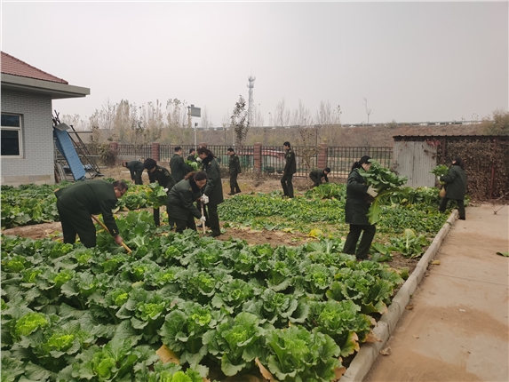 大白菜丰收.jpg