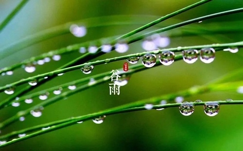 谷雨.webp.jpg
